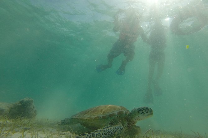 Swim with sea turtles - Who will enjoy this Akumal snorkeling tour?