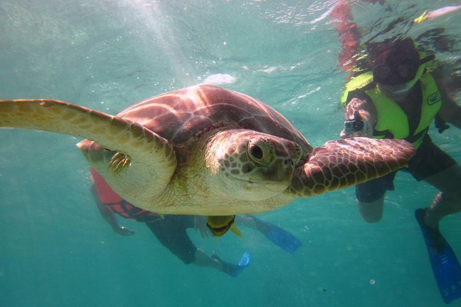 Swim with sea turtles - A private group changes the experience