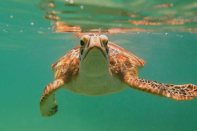 Swim with Turtles in Akumal + GoPro Photo Session - Key points to know before booking