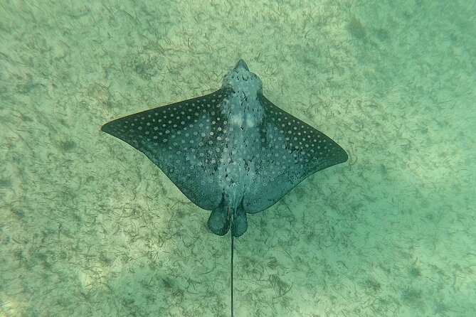 Swim with Turtles in Akumal + GoPro Photo Session - The one-hour swim: turtles first, reef life second