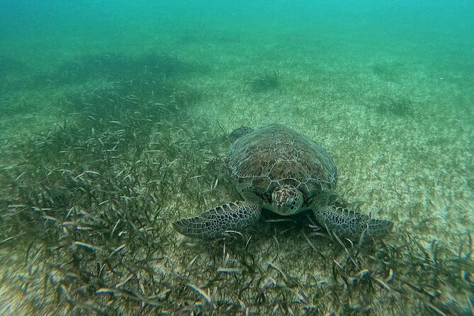 Swim with Turtles in Akumal + GoPro Photo Session - GoPro photos let you enjoy the swim