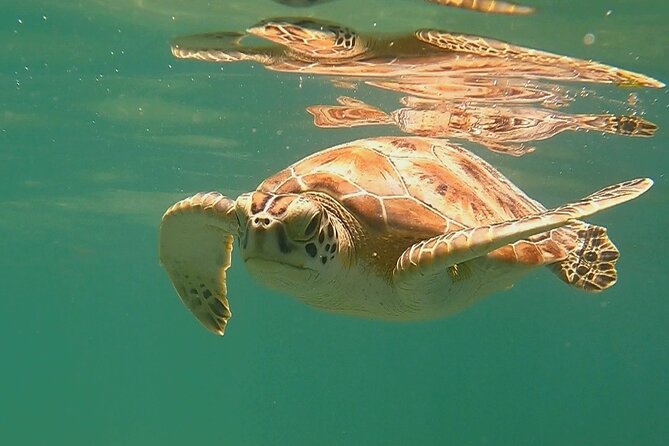 Swim with Turtles in Akumal + GoPro Photo Session - Why the private format works for families