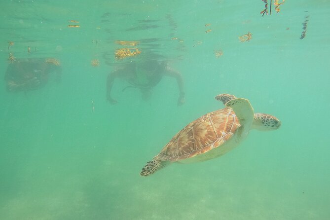Swim with Turtles in Akumal + GoPro Photo Session - Practical details that affect your morning