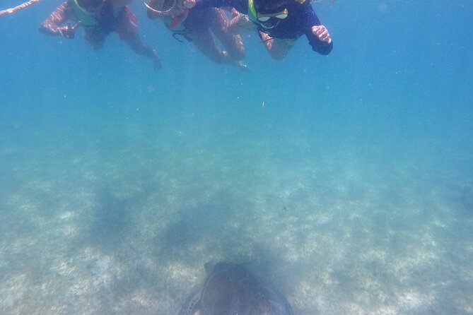 Swim with Turtles in Akumal + GoPro Photo Session - The guides are a major part of the value