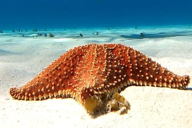 The Cozumel Turtle Sanctuary Snorkel Tour - The turtle sanctuary and what you may actually see
