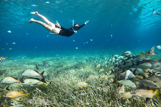 The Cozumel Turtle Sanctuary Snorkel Tour - El Cielo and the search for starfish