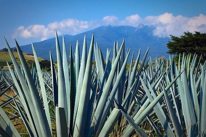 The Fire TOUR - Pyramids, Volcanoes, Agaves & Tequila - Who should book this day trip?