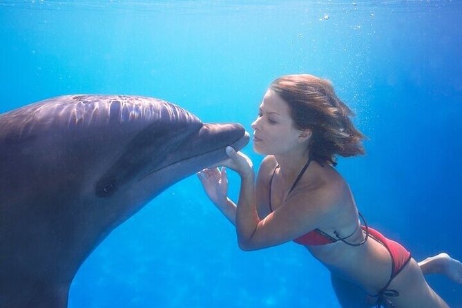 The only Natural Space Dolphin Encounter in Cabo Optional Pickup! - Meeting a dolphin in Cabo, not just looking at one