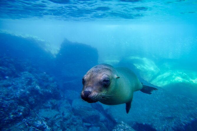 The only Natural Space Dolphin Encounter in Cabo Optional Pickup! - Learning about Pacific bottlenose dolphins