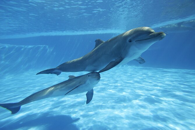 The only Natural Space Dolphin Encounter in Cabo Optional Pickup! - What the long list of Cabo landmarks really means