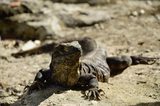 Tulum Ruins, Turtles in Akumal and Cenote tour - Transport, group size, and the true length of the day