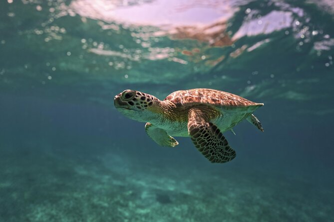 Tulum Ruins, Turtles in Akumal and Cenote tour - Tulum ruins: dramatic setting, limited time