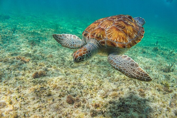 Tulum, Snorkeling with Sea Turtles, Cenote and Beachside Lunch - Guides can make or break the day