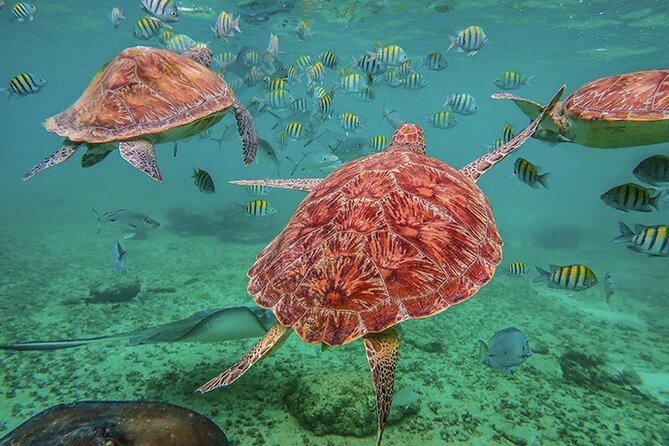 Tulum, Snorkeling with Sea Turtles, Cenote and Beachside Lunch - Tulum ruins, Caribbean views, and a hot two hours
