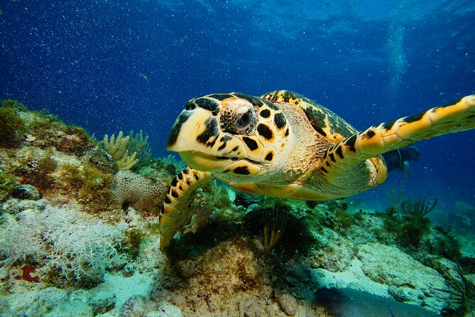 Two Reefs For Certified Divers in Cancun - Choosing between Grampin, The Tunnel, and Horse Shoe