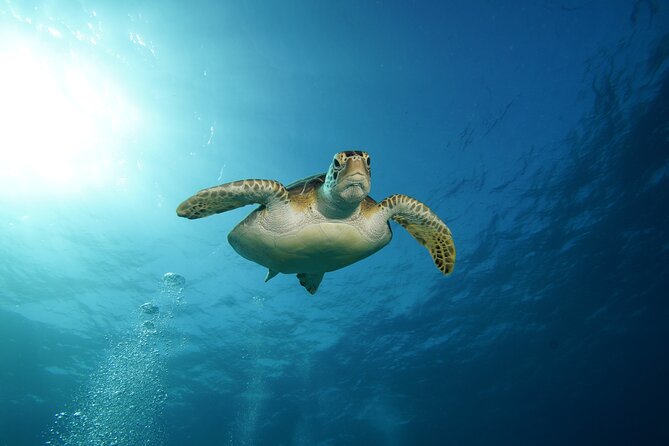 Two Reefs For Certified Divers in Cancun - Who will get the most from this Cancun scuba trip