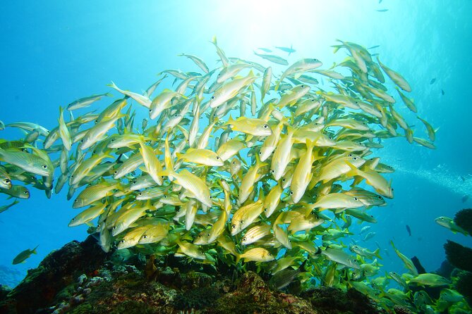 Two Reefs For Certified Divers in Cancun - Starting at Punta Negra around 55 feet