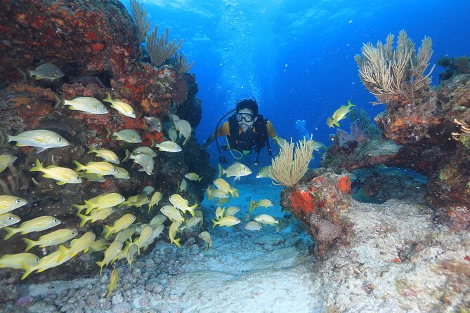 Two Tanks Scuba Diving for Beginners in Cancun - Why MUSA and Manchones make a good first outing