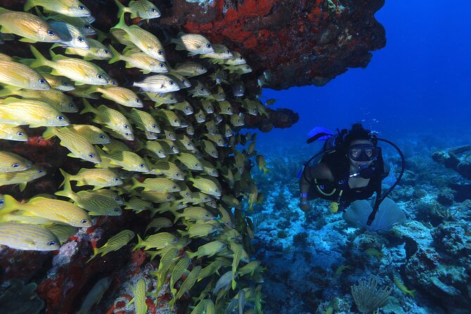 Two Tanks Scuba Diving for Beginners in Cancun - First tank: MUSA Underwater Museum