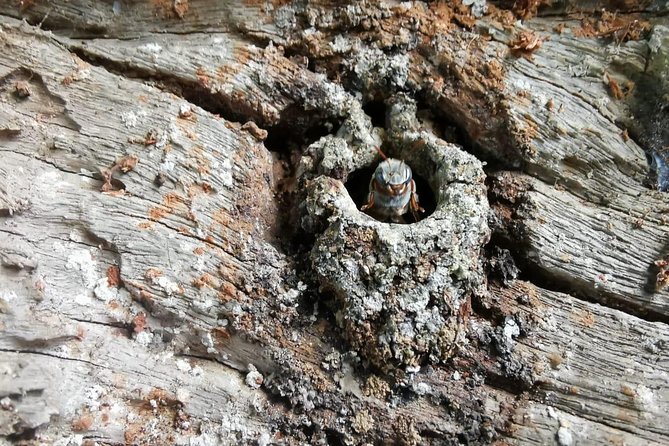 Valladolid Mayan Bees Tour with Lunch or breakfast and Honey Tasting - Key points to know before you go