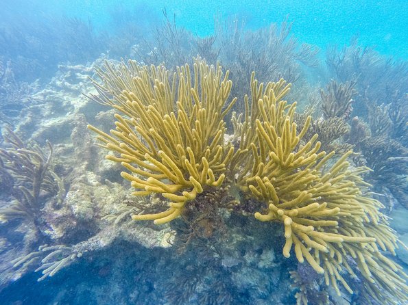 Viator Exclusive: Tulum Ruins, Reef Snorkeling, Cenote and Caves - A cenote inside the jungle