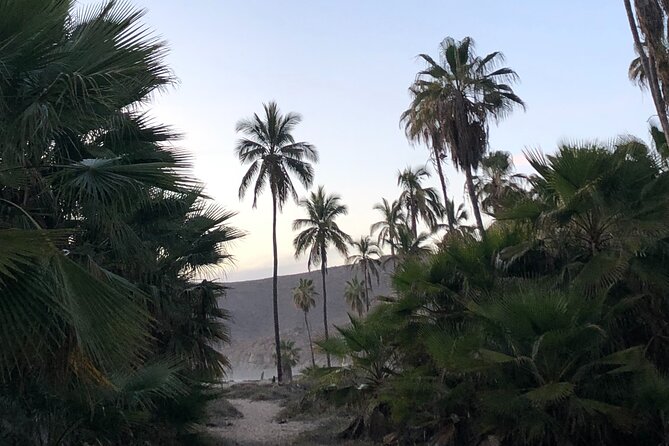 Visit Todos Santos Magic Town - Playa Las Palmas, palms and open water