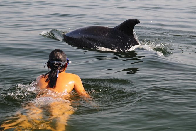 Watch and Swim with Dolphins in the Wild - At a glance