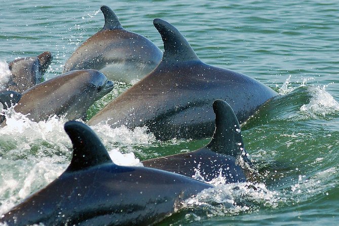 Watch and Swim with Dolphins in the Wild - Why a wild dolphin encounter feels different