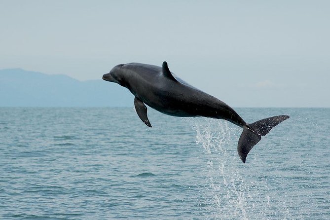 Watch and Swim with Dolphins in the Wild - Listening for dolphins with a hydrophone