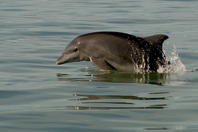 Watch and Swim with Dolphins in the Wild - What else you may see in Banderas Bay
