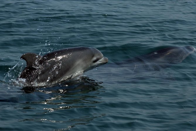 Watch and Swim with Dolphins in the Wild - What is included, and what you should bring