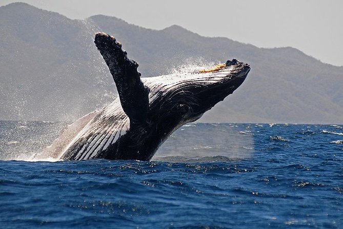 Whale and Dolphin Watching with a Biologist in Puerto Vallarta - Why this whale trip feels different