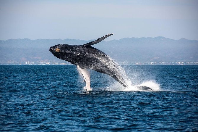 Whale and Dolphin Watching with a Biologist in Puerto Vallarta - Dolphins, turtles, mantas, and bonus sightings