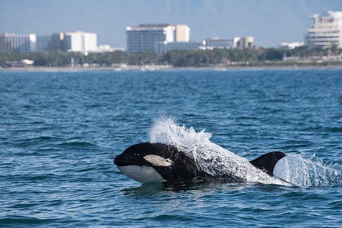 Whale and Dolphin Watching with a Biologist in Puerto Vallarta - Morning or afternoon?
