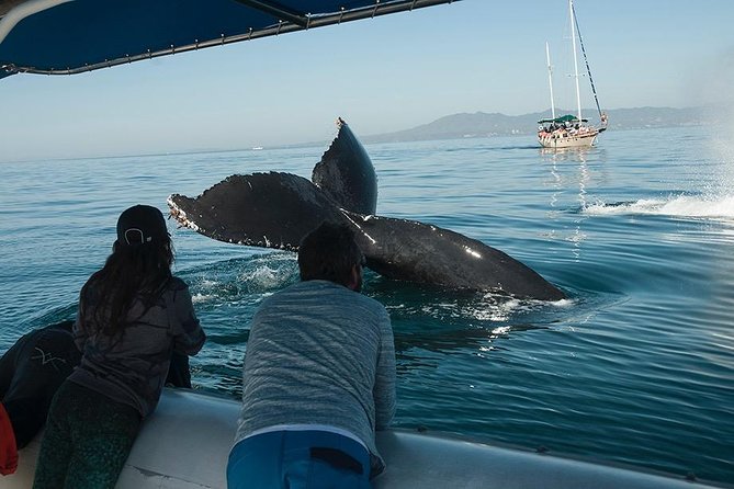 Whale and Dolphin Watching with a Biologist in Puerto Vallarta - Humpbacks, calves, and the moments you remember