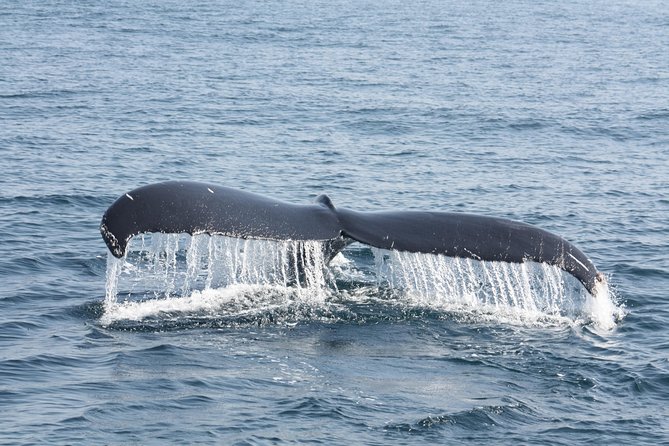 Whale Encounter Puerto Vallarta - Who should book this whale watch?