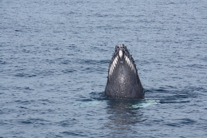 Whale Encounter Puerto Vallarta - Planning around weather and cancellations
