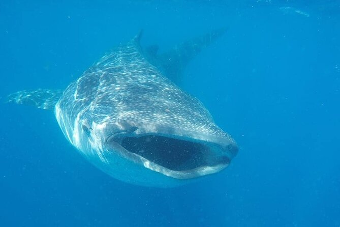 Whale Shark Adventure in Isla Mujeres and Cancun - What the six-hour day actually feels like