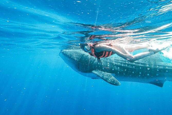 Whale Shark Adventure in Isla Mujeres and Cancun - A carefully controlled turn in the water
