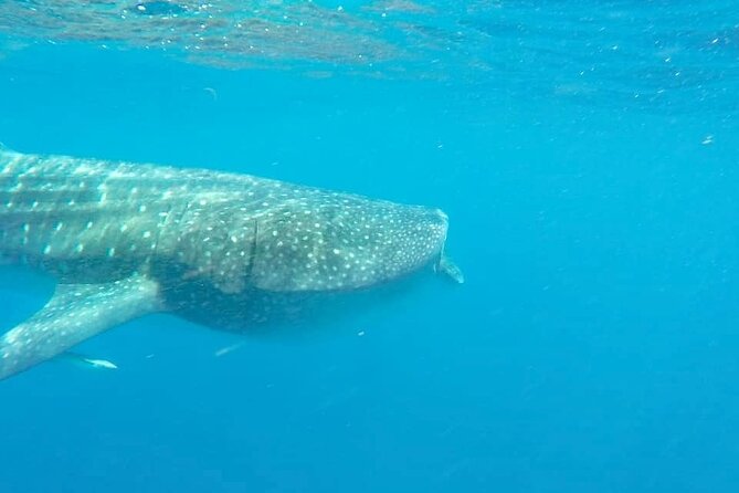 Whale Shark Adventure in Isla Mujeres and Cancun - Snorkeling and lunch on the way back