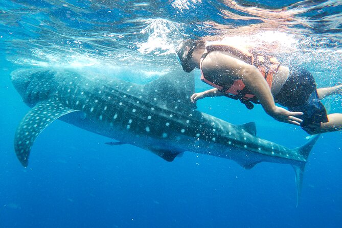 Whale Shark Adventure in Isla Mujeres and Cancun - Seasickness, sun, and other practical concerns
