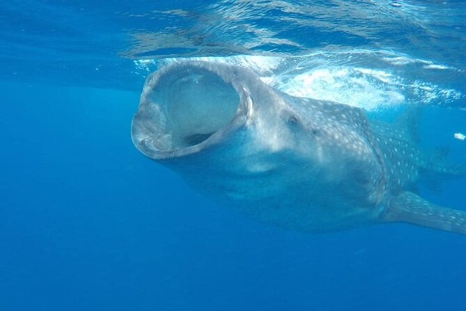 Whale Shark Adventure in Isla Mujeres and Cancun - The search is valuable, but not always rewarding