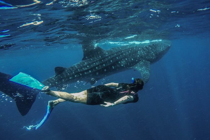 Whale Shark Encounter Full-Day all inclusive Tour from Riviera Maya - The 6 a.m. start at Punta Sam
