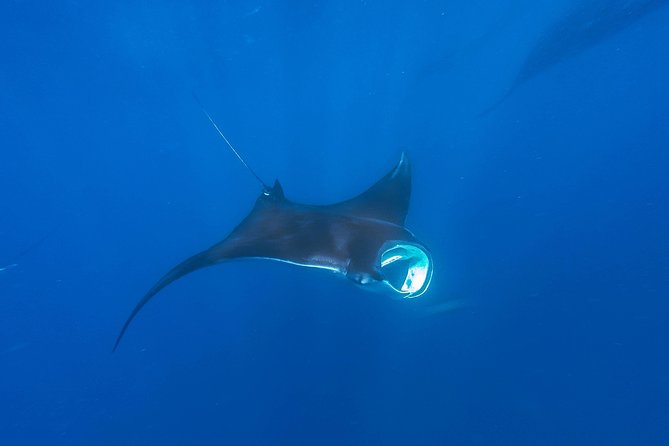 Whale Shark Encounter Full-Day all inclusive Tour from Riviera Maya - Playa Norte, ceviche, and time in the water