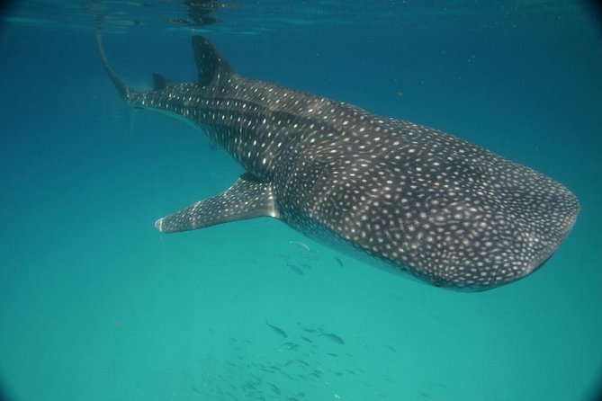 Whale Shark Encounter Full-Day all inclusive Tour from Riviera Maya - What the $170 price really covers