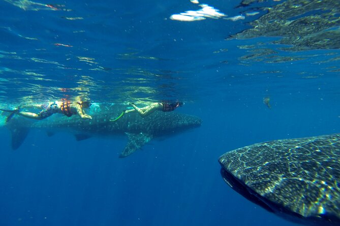 Whale Shark Encounter Full-Day all inclusive Tour from Riviera Maya - Gear, sun protection, and comfort