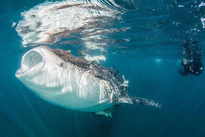 Whale-Shark Snorkeling Excursion to La Paz - Why the whale-shark encounter is the real event