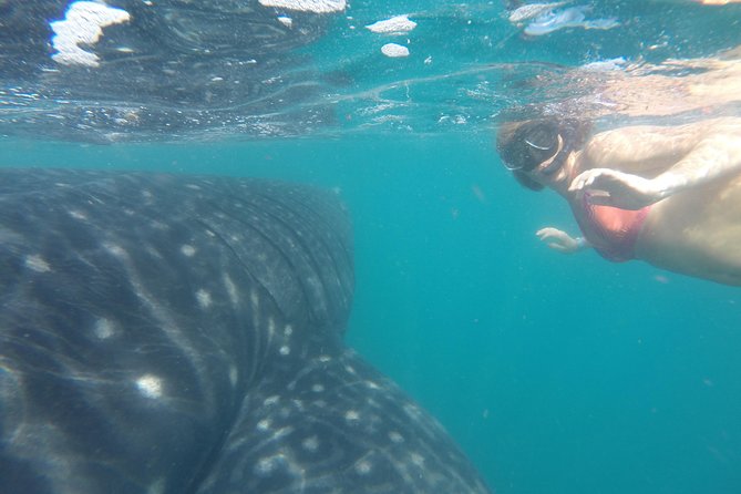 Whale-Shark Snorkeling Excursion to La Paz - What happens around the whale sharks