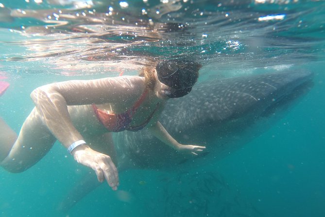Whale-Shark Snorkeling Excursion to La Paz - Lunch, Todos Santos, and the ride back
