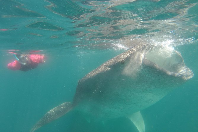 Whale-Shark Snorkeling Excursion to La Paz - Is $349 a fair price?